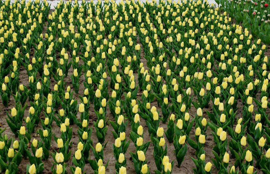 Záhon kvitnúcich žltých tulipánov